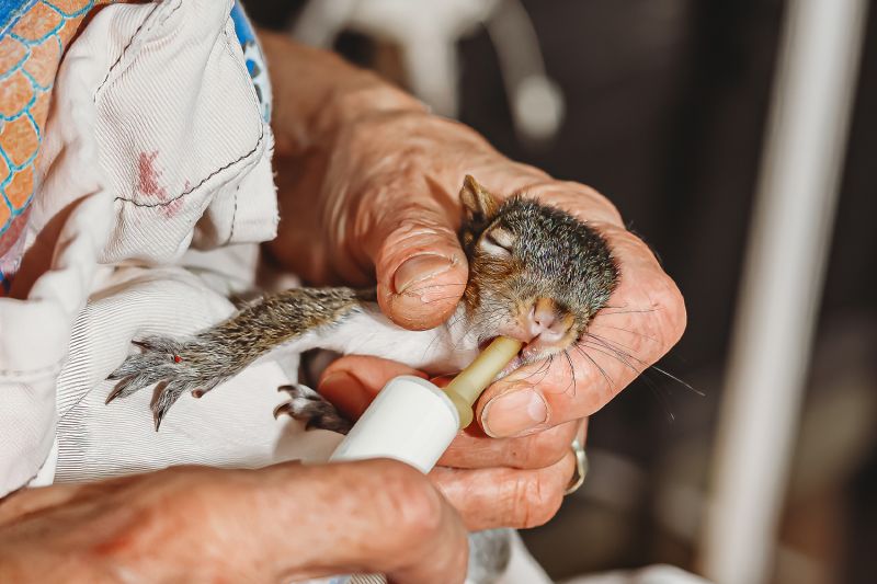 Close up of a person feeding a squirrel