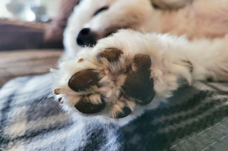 Close up of a white dog's toe beans