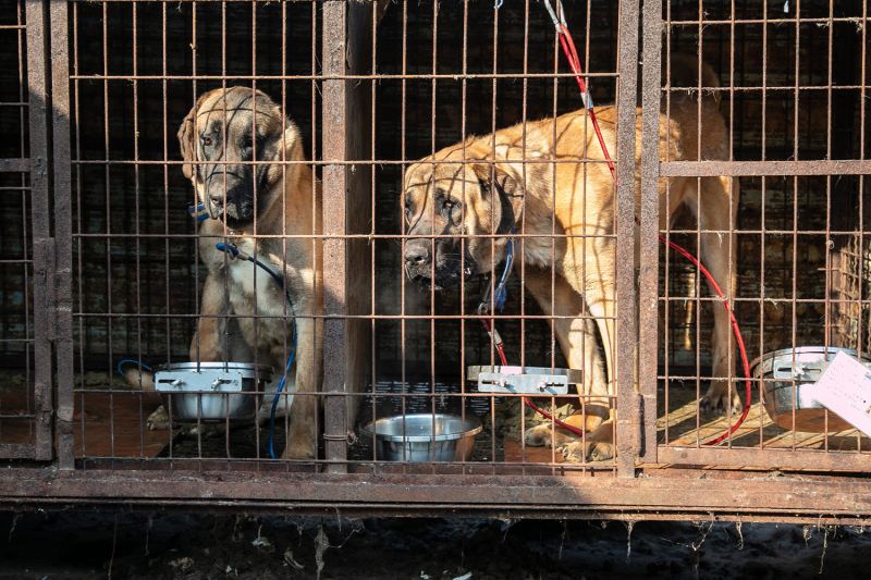 Two dogs in a cage on a South Korean dog meat farm