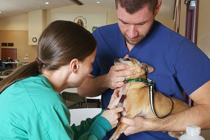 a man holds a dog while a women draws its blood