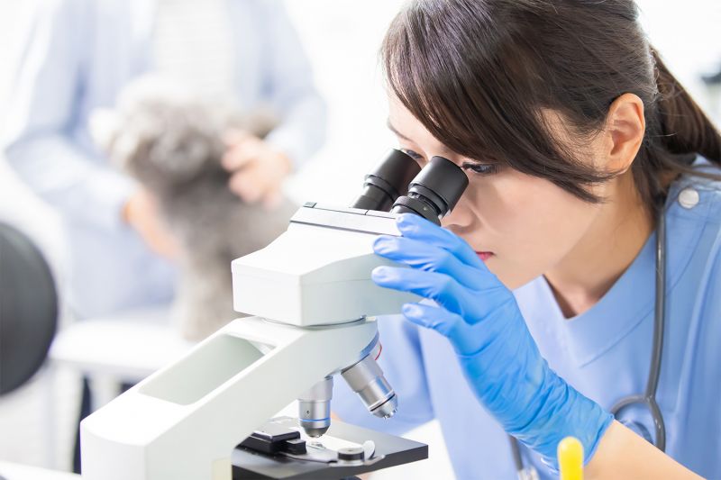 vet looking in a microscope with a dog in the background