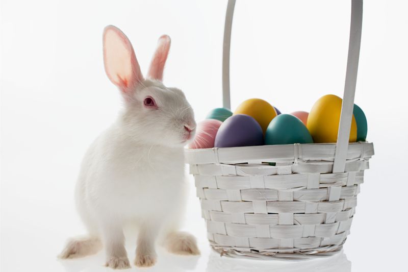 White rabbit sitting next to an Easter basket