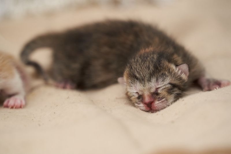 a newborn kitten sleeping on a blanket