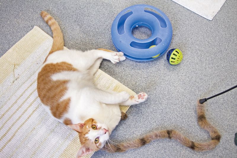 a cat surrounded by toys