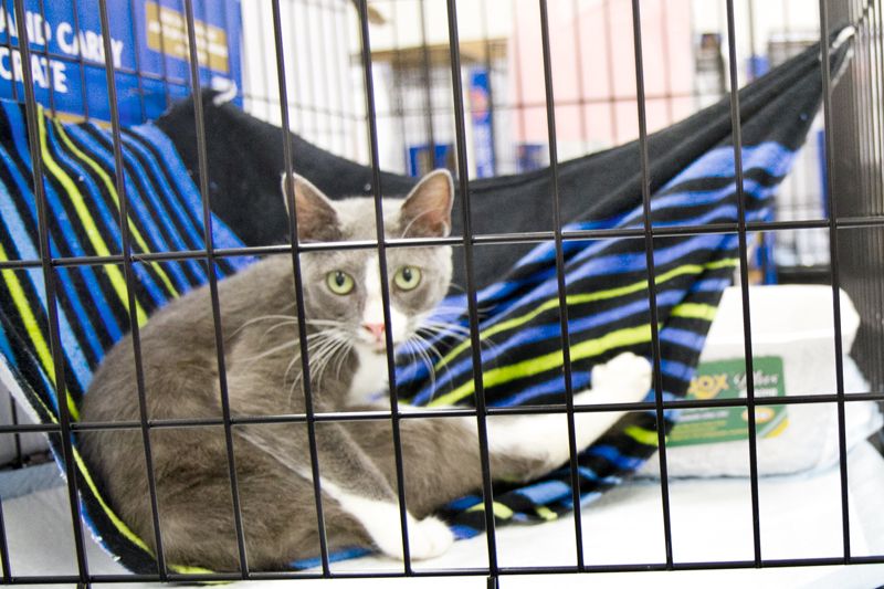 a cat sitting atop a small hammock inside a kennel