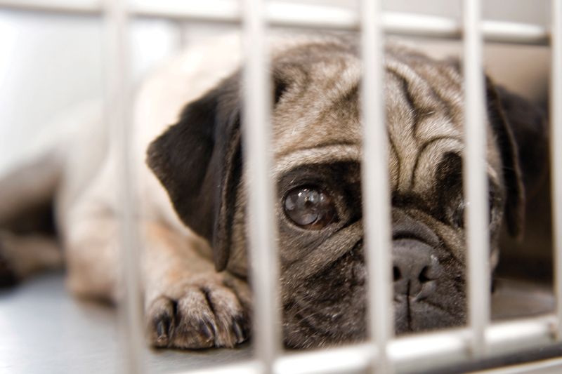 a sad-looking pug laying inside a kennel