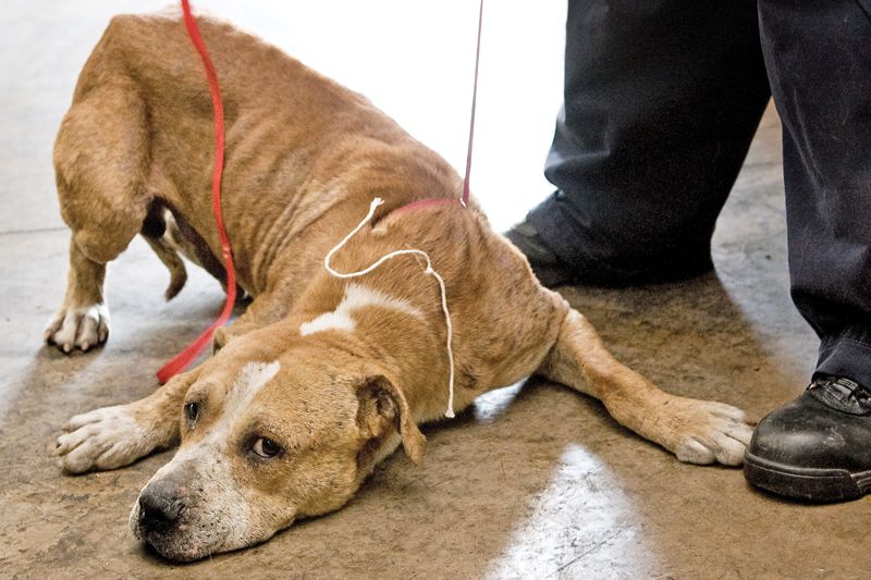 an emaciated dog lying flat on the floor