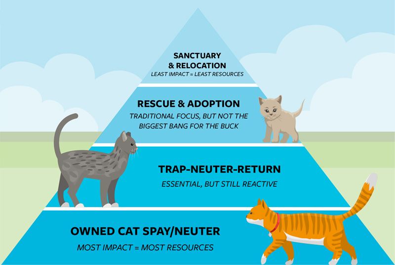 Graphic of a community cat management pyramid