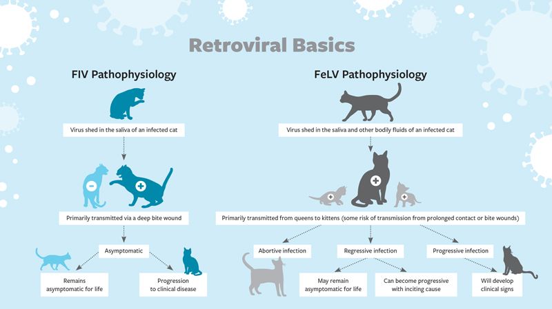 a chart showing the pathophysiology of FIV and FeLV