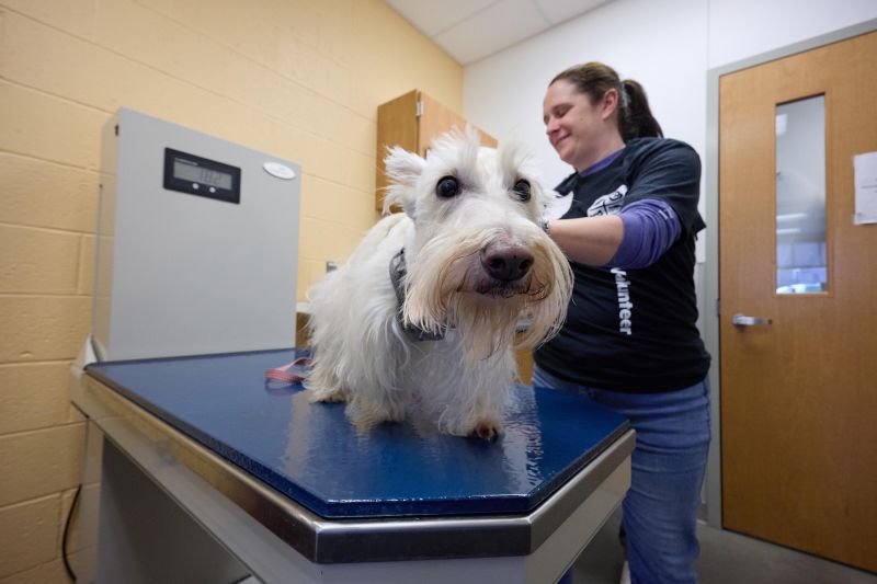 Volunteer microchipping a white dog