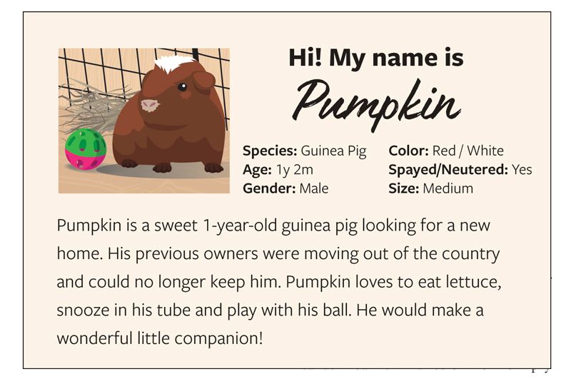 illustration of a kennel card for a guinea pig