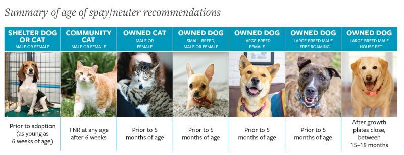 Summary of age of spay/neuter recommendations