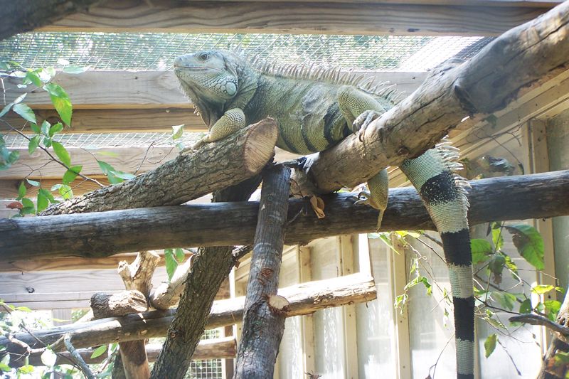 an igauna on its perch