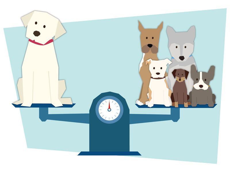 illustration of dogs being weighed against each other on a scale