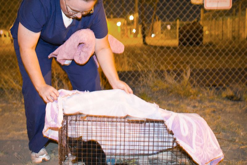 A woman covers a small black cat in a trap