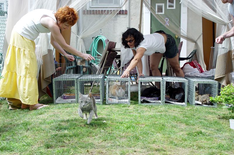 a cat flees from an open trap. two women open the other traps behind it.