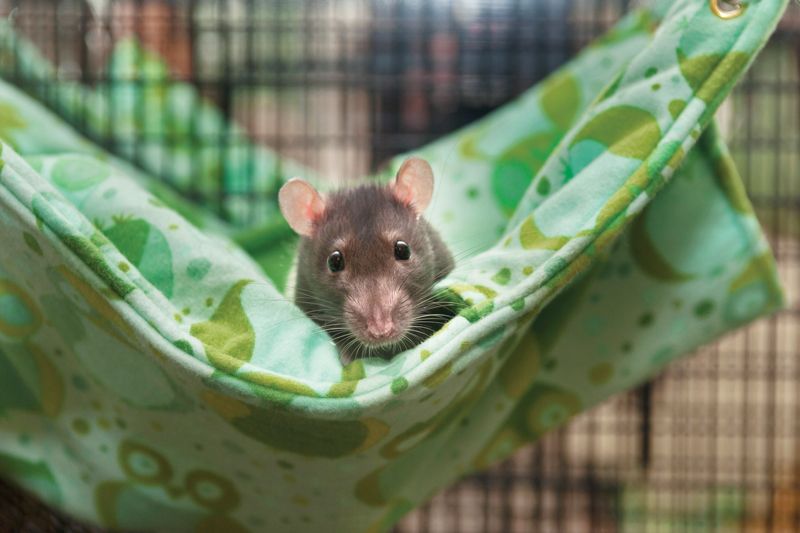 a gray rat laying on a hammock in its cage