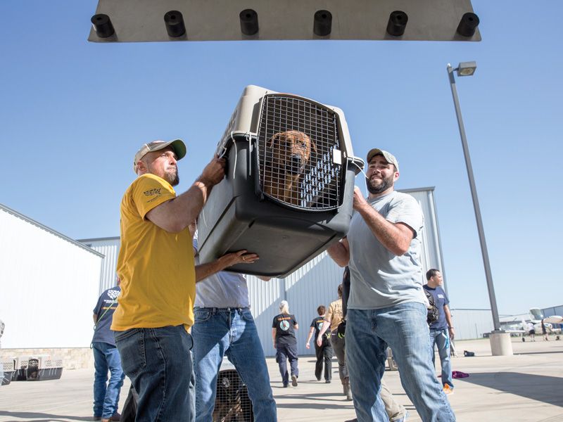 a group of men carry a large dog in a crate