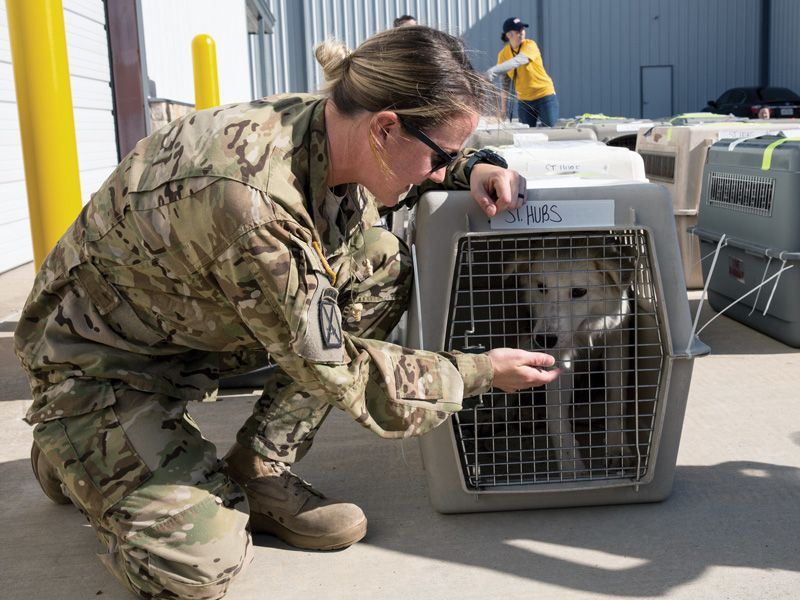 a female soldier offers a treat to a dog in a crate awaiting transport