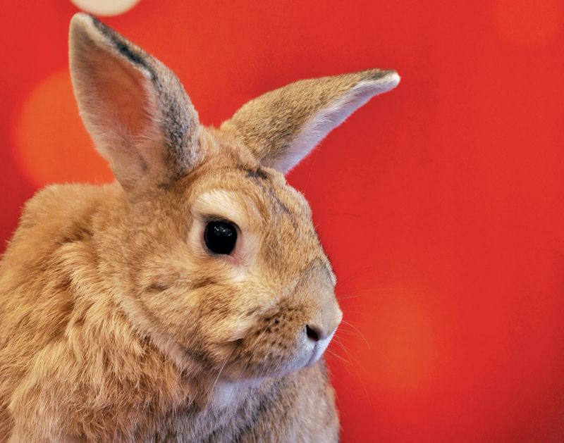 a brown rabbit in front of a red background