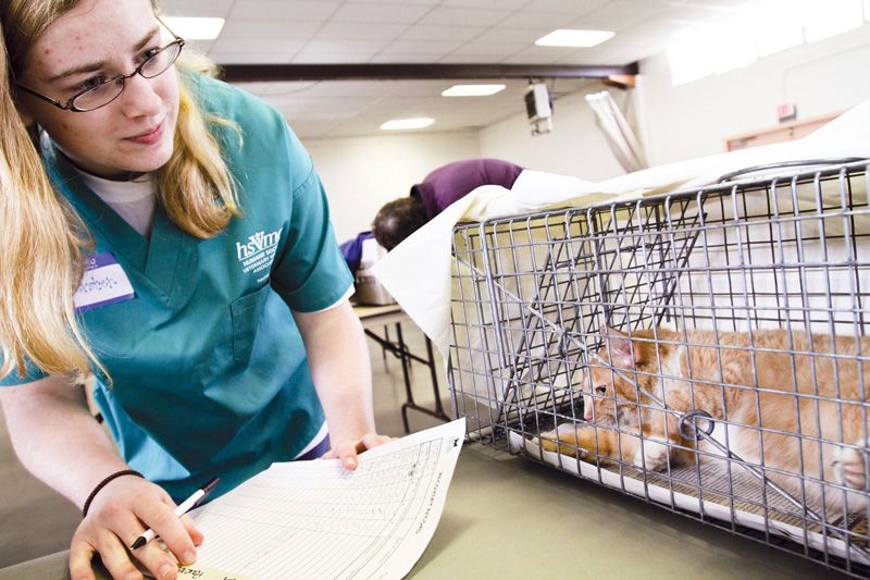 a vet student examines a cat in a trap