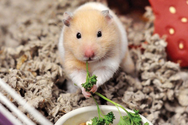 a hamster eats greens from a dish