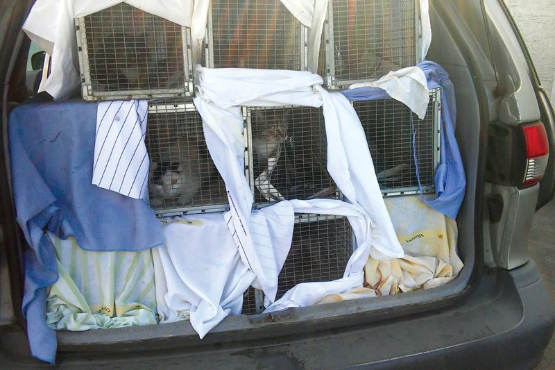 crates of cats stacked in a car trunk
