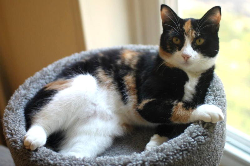 a cat reclining in a cat tree