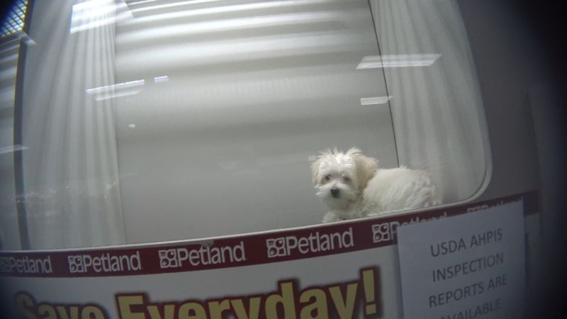 a small white puppy for sale at Petland
