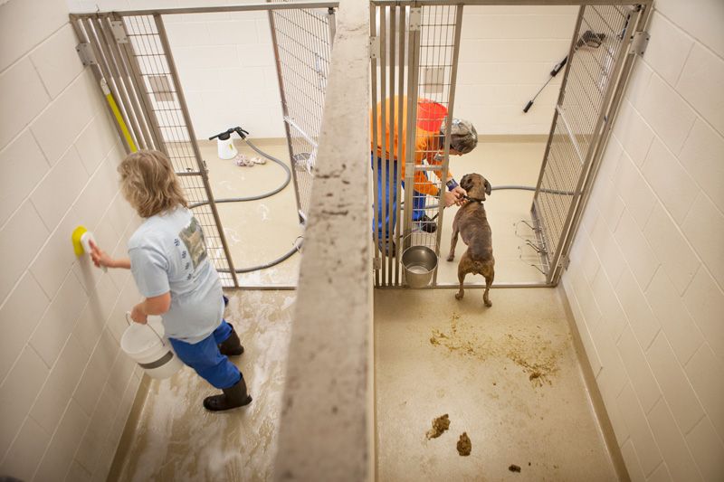 people cleaning two shelter kennels