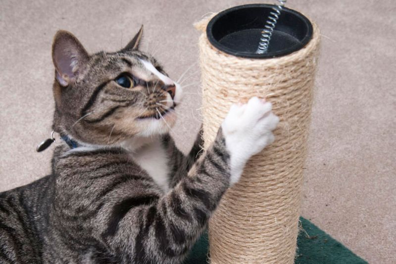 a cat scratching a post
