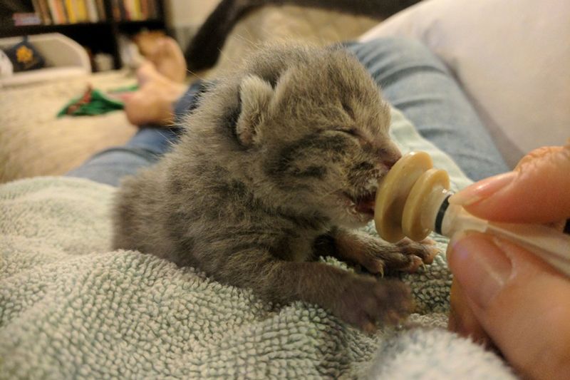 an infant kitten drinking milk from a bottle