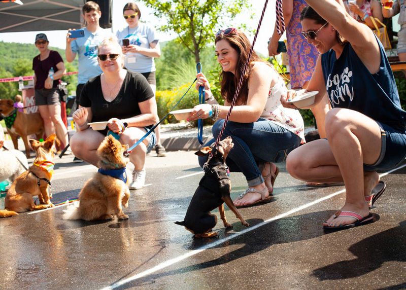 a group of women feeding their dogs