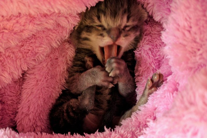 a yawning kitten wrapped in a pink blanket