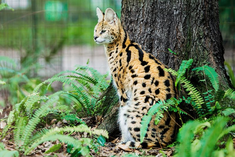 a serval sitting at the base of a tree