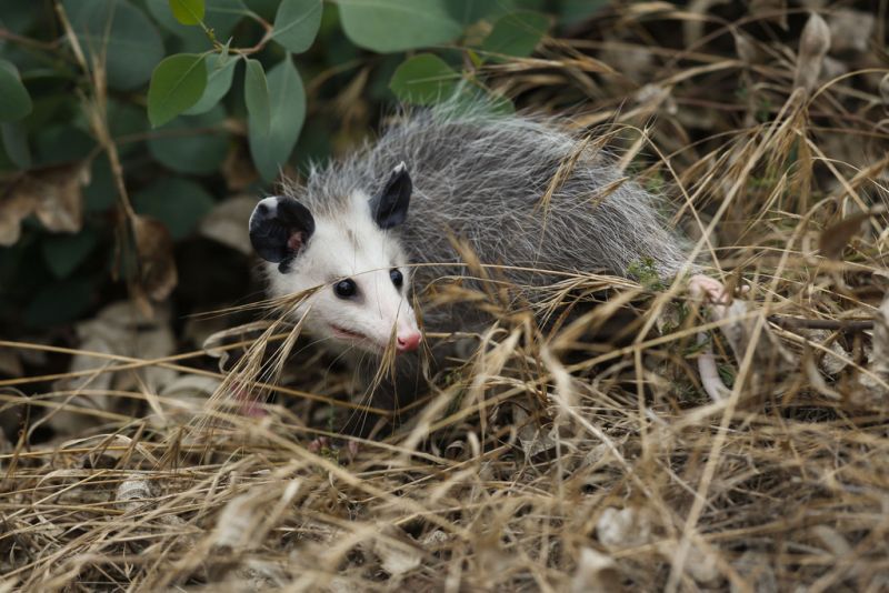 an opossum standing beneath a bush