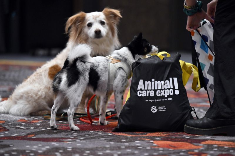 Two dogs with an Expo bag
