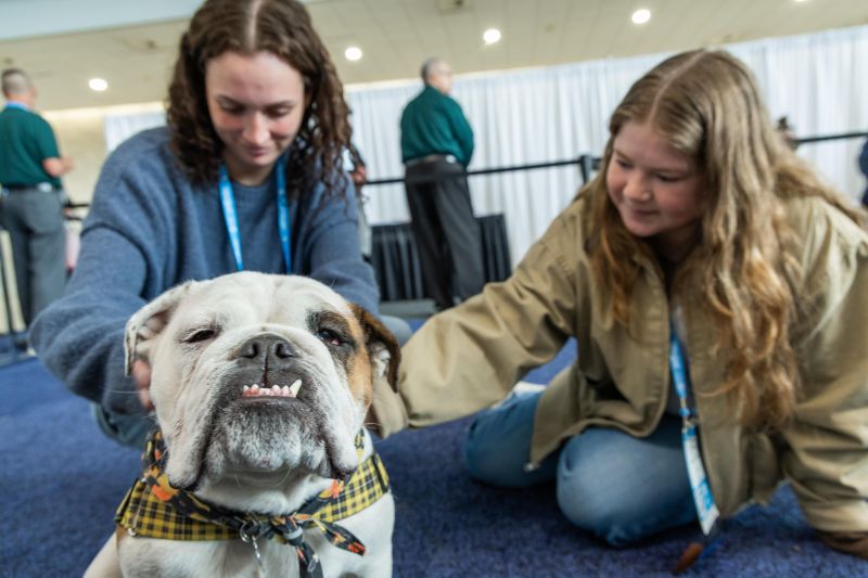 Attendees petting an english bulldog