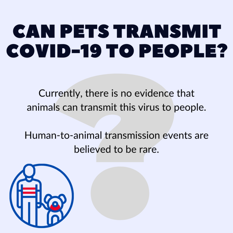 Can pets transmit COVID-19 to people?