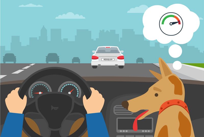 illustration of a person driving and a dog in the passenger seat