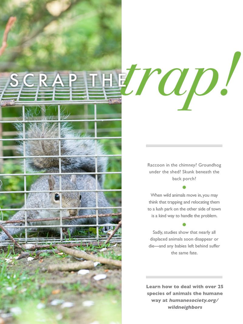 scrap the trap!