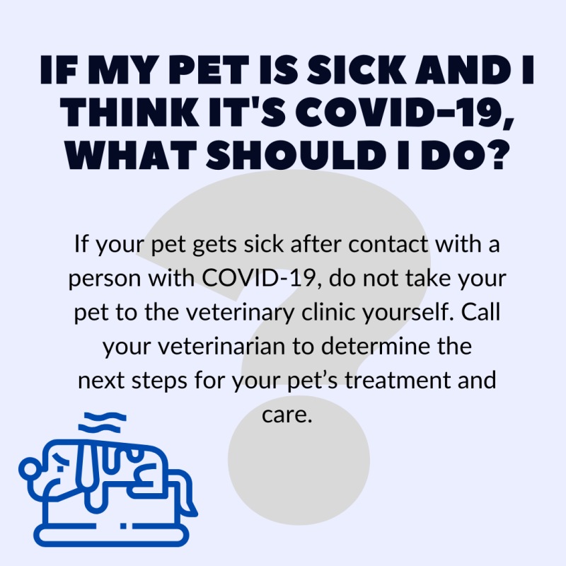 If my pet is sick and I think it's COVID-19, what should I do?