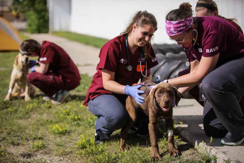 RAVS volunteers interact with two dogs