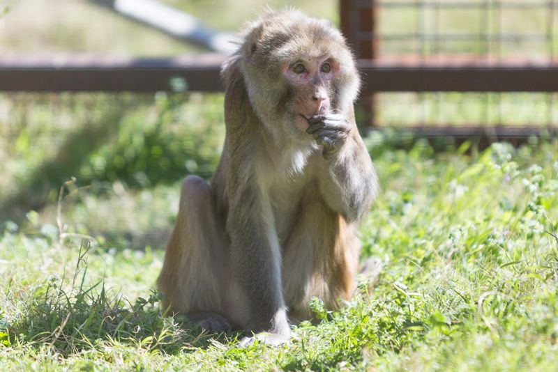 a monkey standing in front of a fence