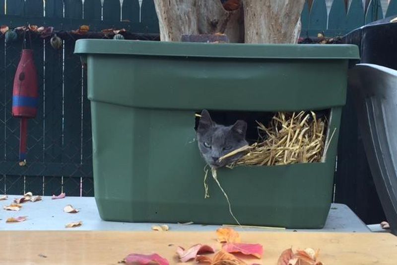 a cat peeking out of a plastic tote shelter stuffed with straw