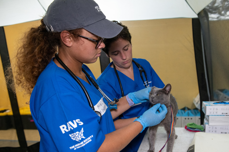 a woman examines a cat while another looks on