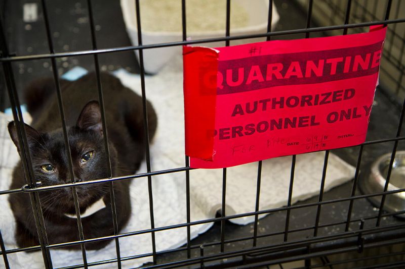 a cat in a kennel with a red quarantine sign