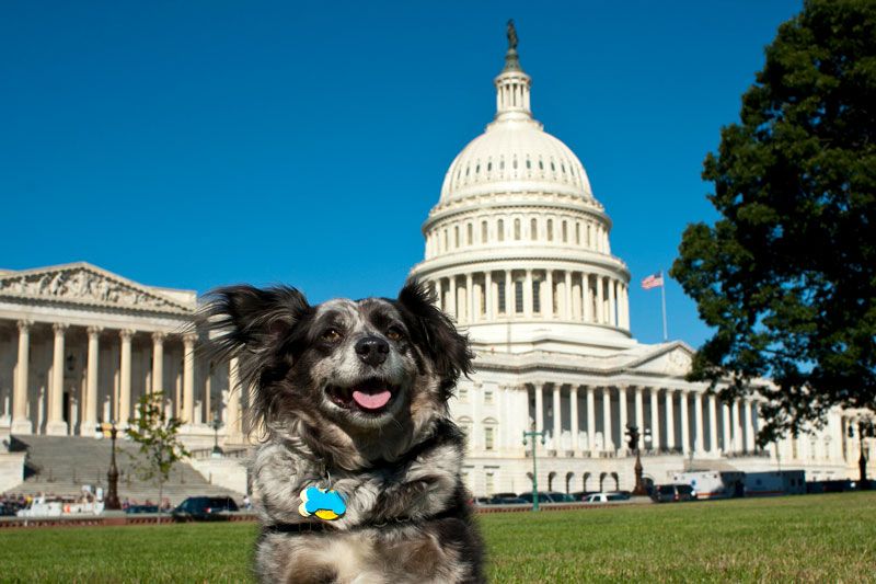 a dog sits in the grass in front of the US capitol building