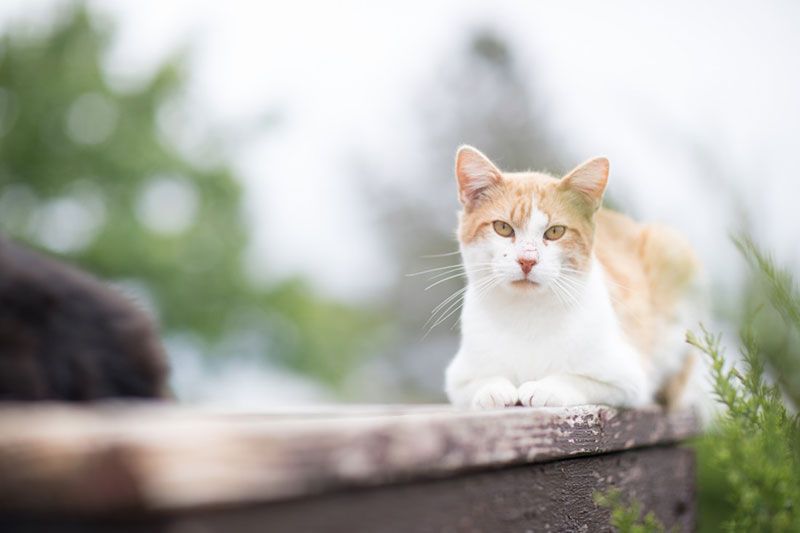 Cat sitting on bench