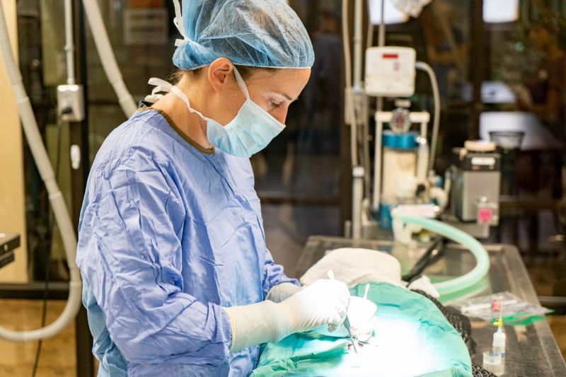 a veterinarian performing surgery on a medium-sized animal